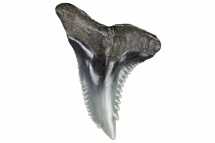 Serrated, Fossil Shark (Hemipristis) Tooth #178569